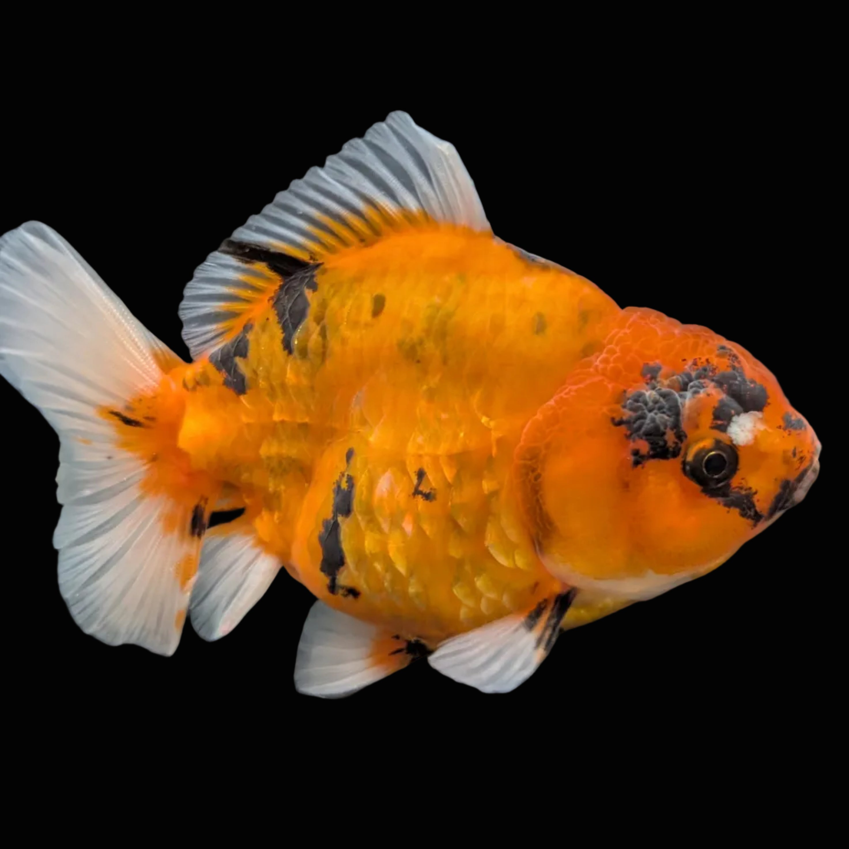 Jumbo Oranda Yuan Bao Calico   4"-4.5"in. ID#807SB13A-007