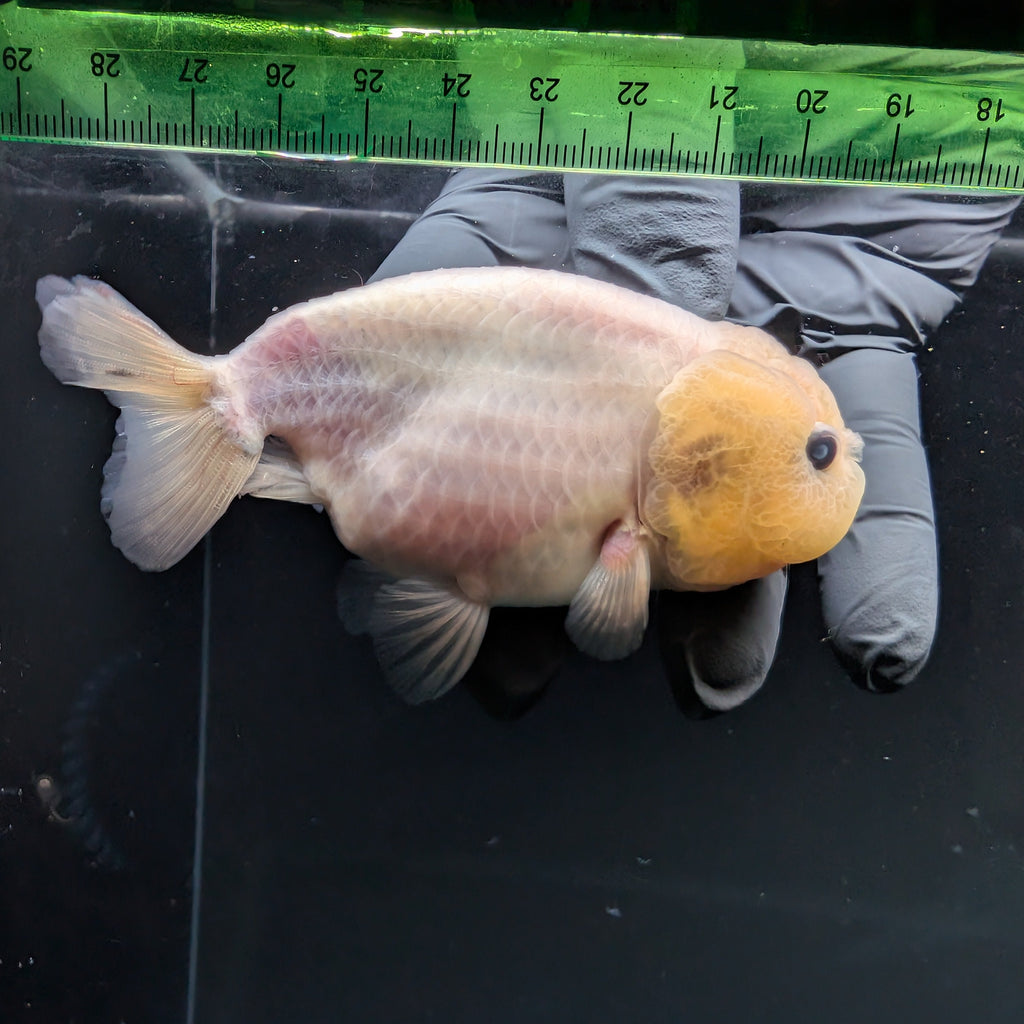Jumbo Ranchu Pearl White 3.5"- 4" in. ID#703R8A-008 Please See Notes.