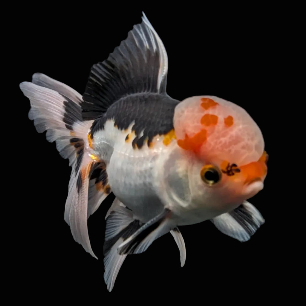 Thai Oranda Tricolor  4.5"-5"  ID#718T5B-003