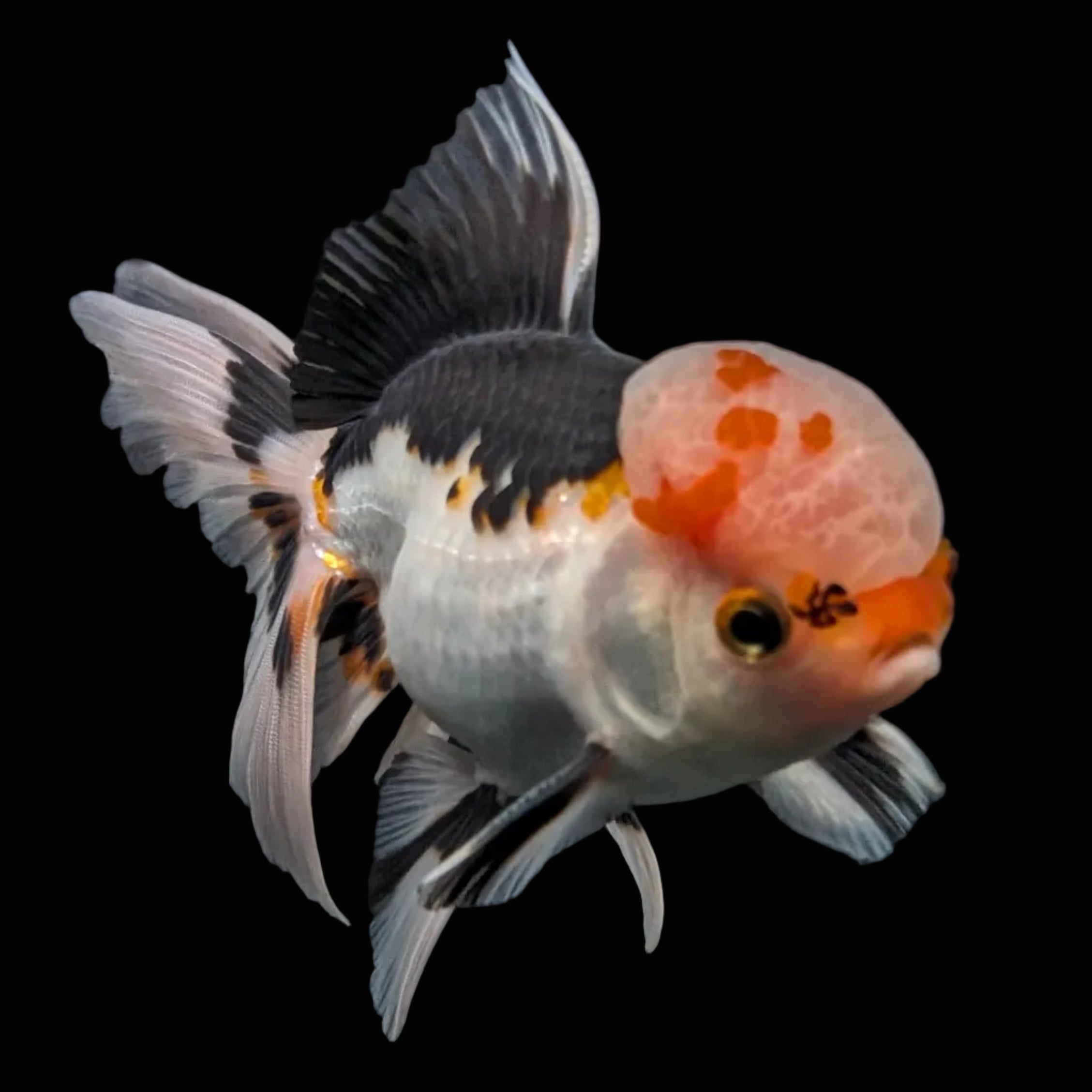 Thai Oranda Tricolor  4.5"-5"  ID#718T5B-003