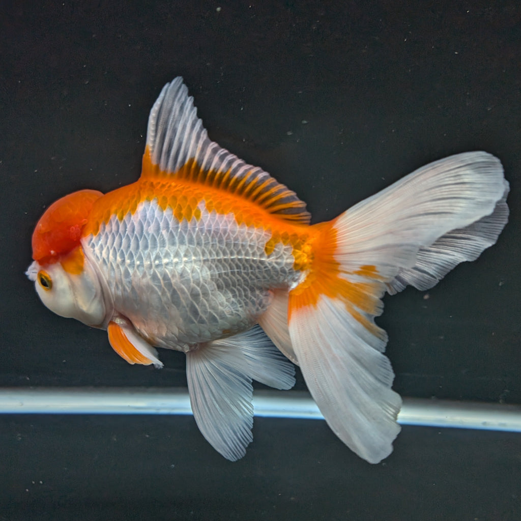 Jumbo Oranda Red White 6.5"-7"in.  ID#522T4B-001