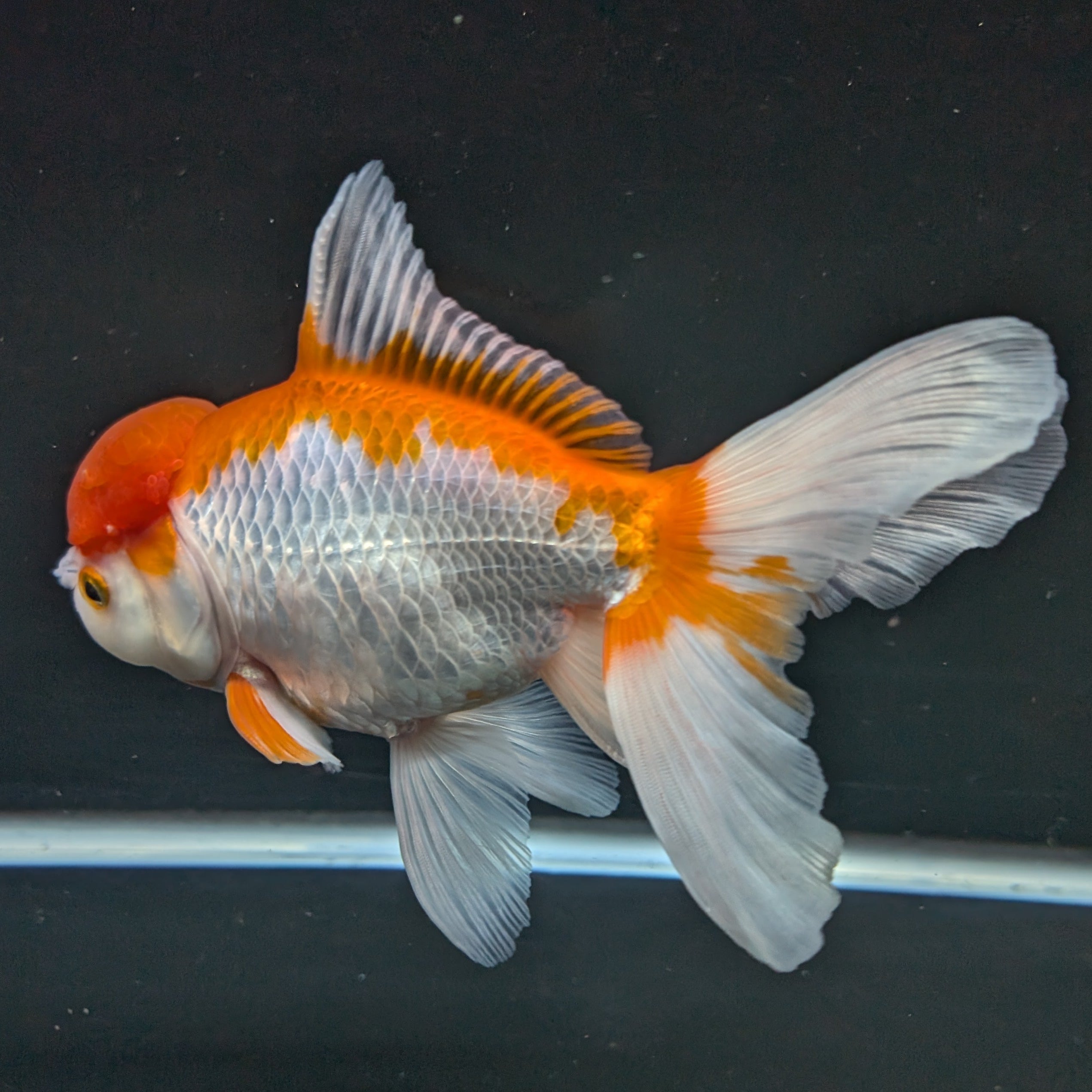 Jumbo Oranda Red White 6.5"-7"in.  ID#522T4B-001