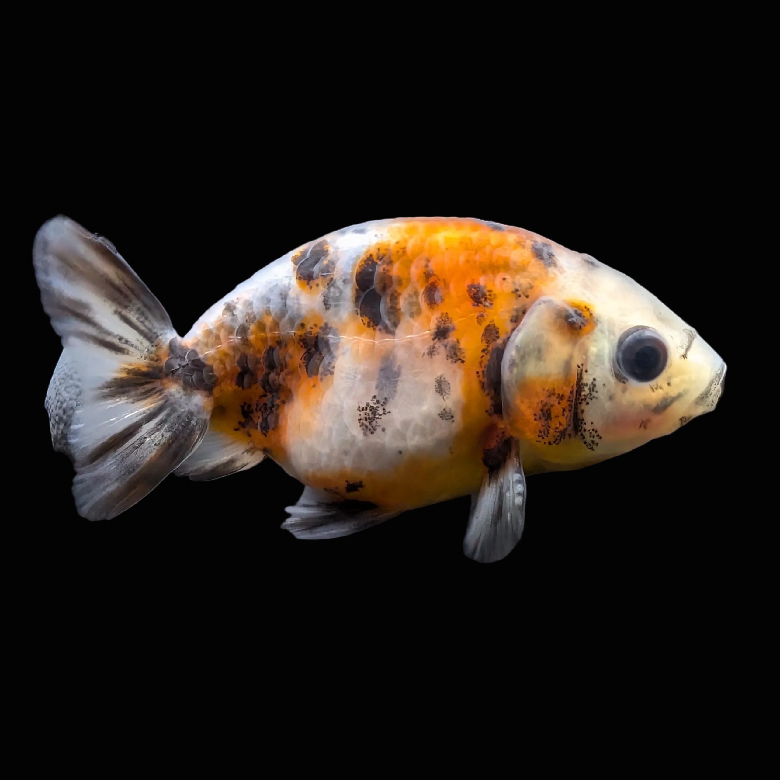 Baby Ranchu  Calico 2"-2.5" in. ID#508R3A-023