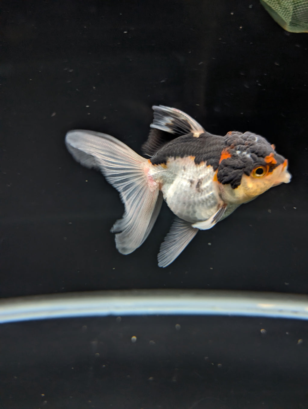 Thai Juvenile Oranda Tricolor 3"-3.5" in.  ID#717T1A-003