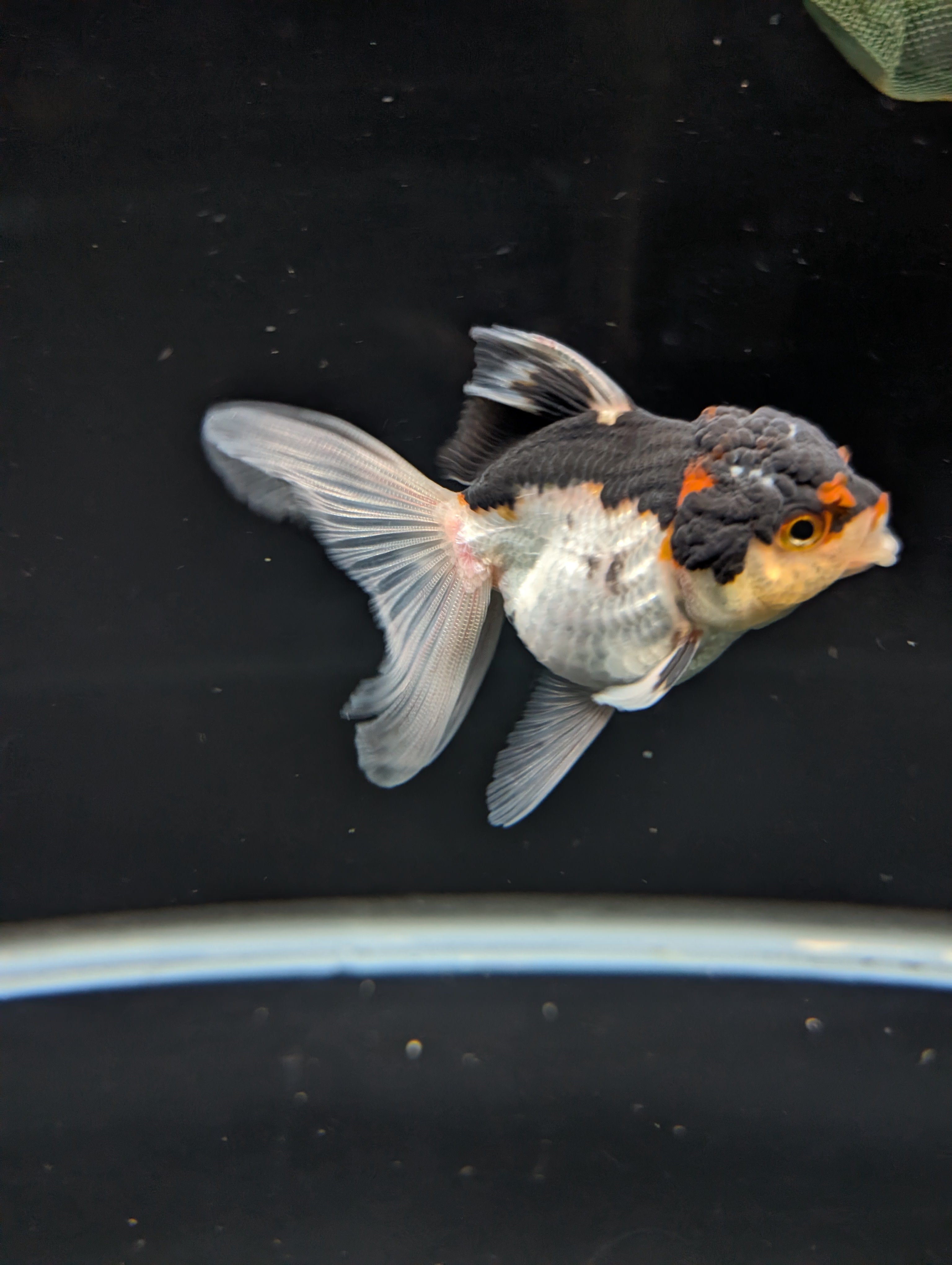 Thai Juvenile Oranda Tricolor 3"-3.5" in.  ID#717T1A-003