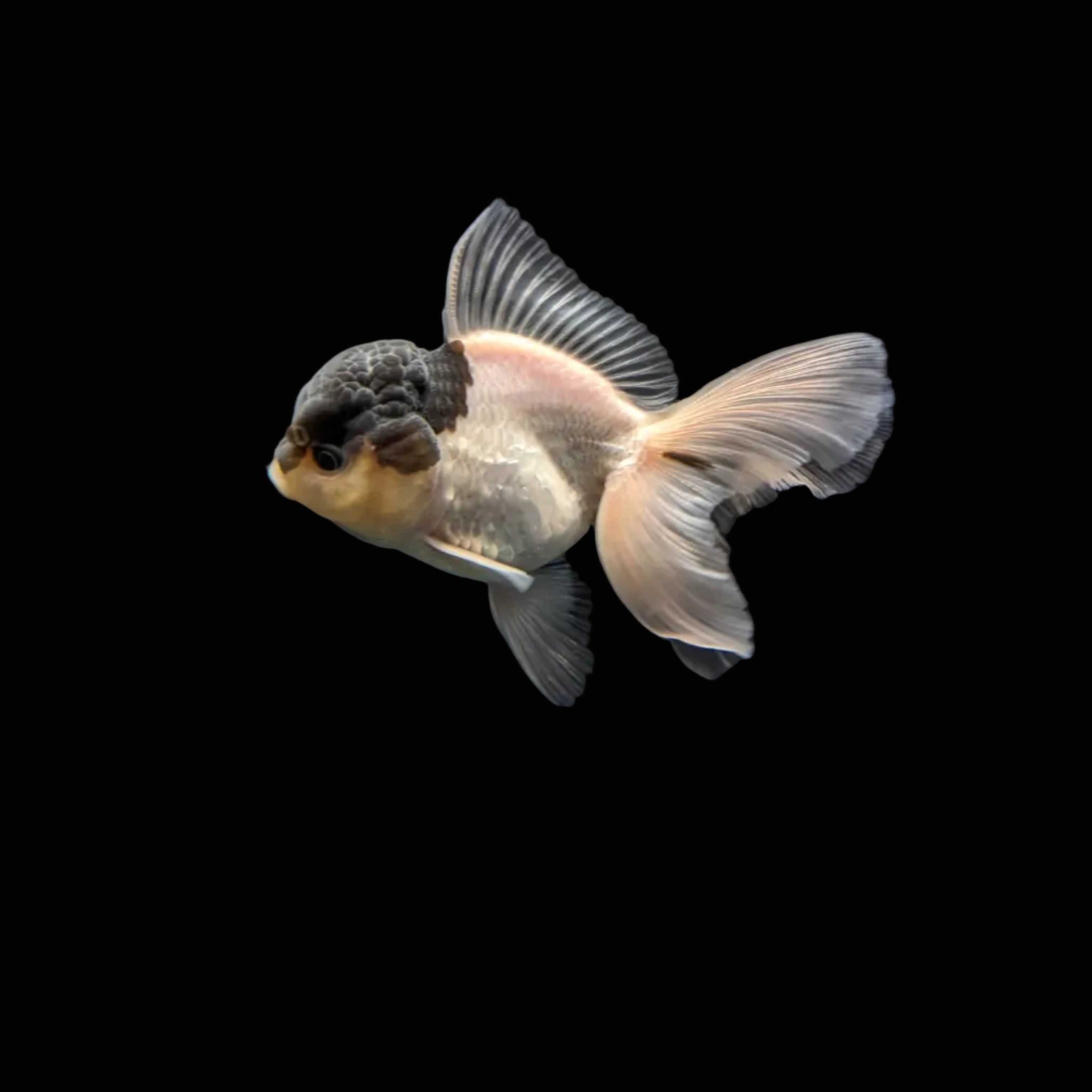 Juvenile Oranda Panda 3.5"-4" in.  ID#327T13b-032