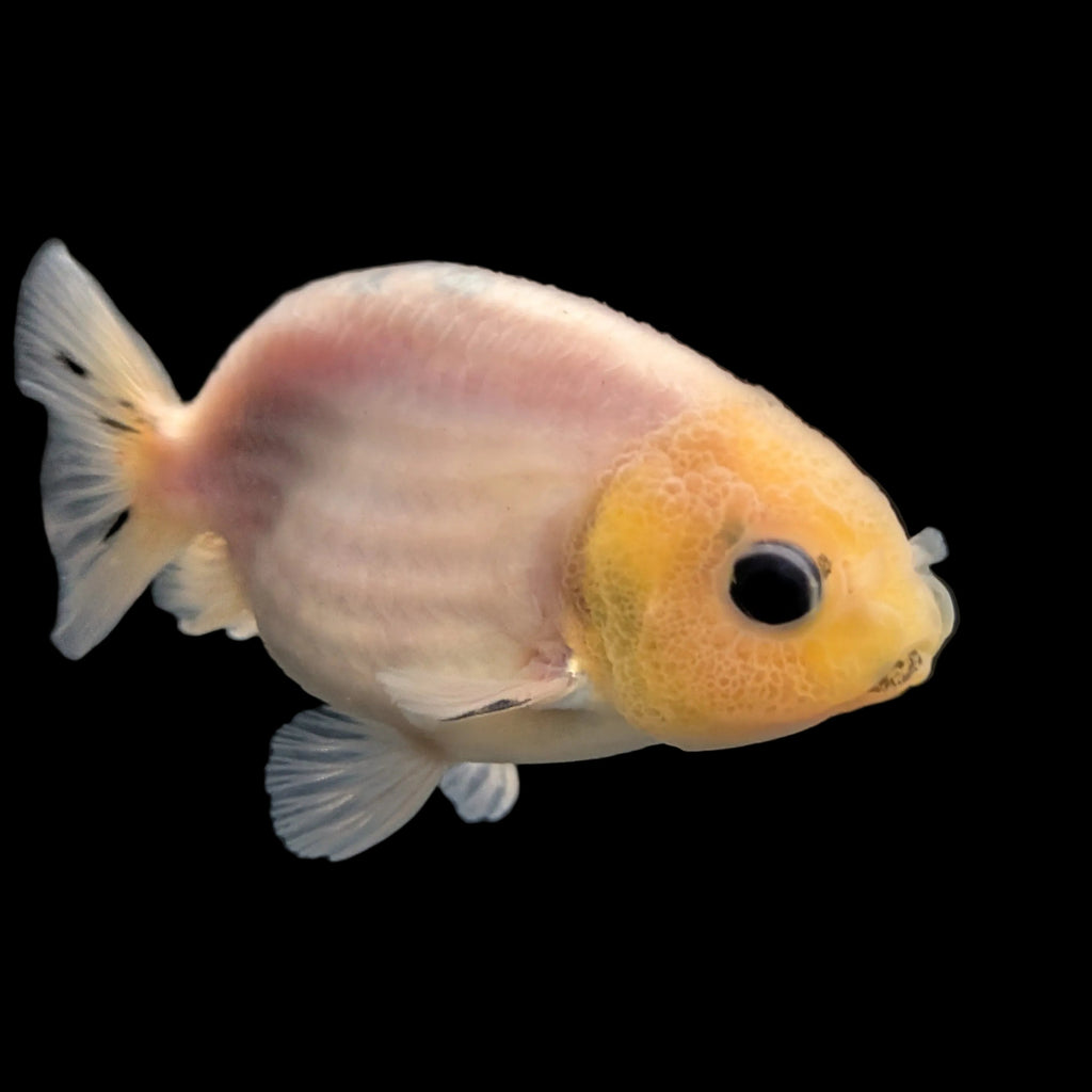 Ranchu Lemon Head Calico 2.5