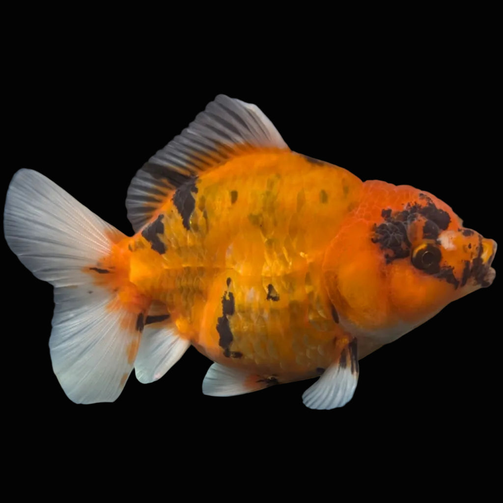 Jumbo Oranda Yuan Bao Calico   4"-4.5"in. ID#807SB13A-007