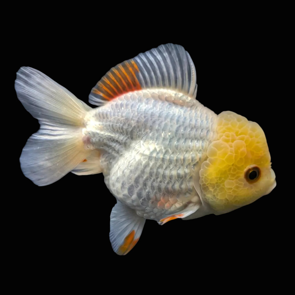 Jumbo Oranda Yuan Bao / Shogun Lemon Head Red White   4.5"-5"in. ID#1016YB13A-011