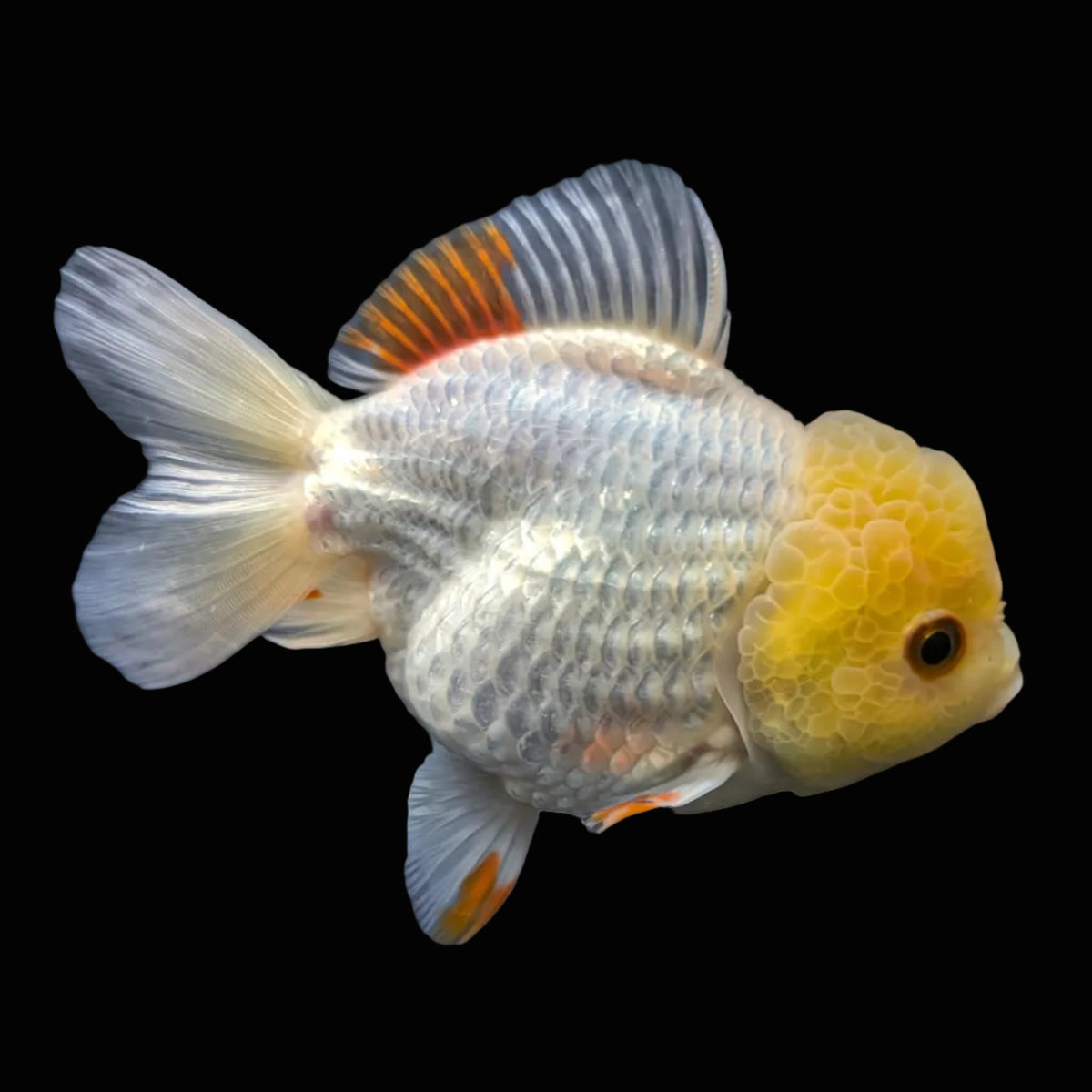 Jumbo Oranda Yuan Bao / Shogun Lemon Head Red White   4.5"-5"in. ID#1016YB13A-011