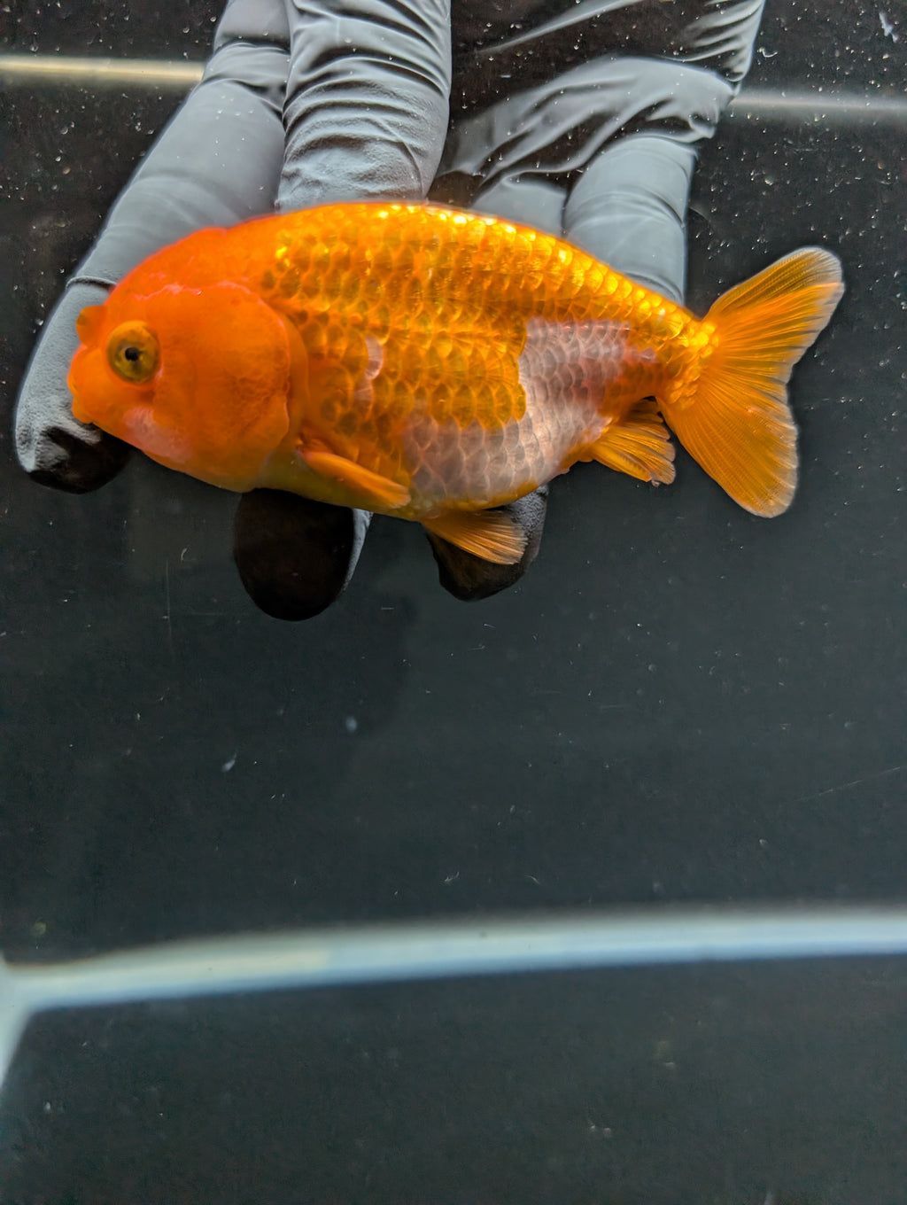 Ranchu Red White 3.5"-4"in. ID#828R4A-023