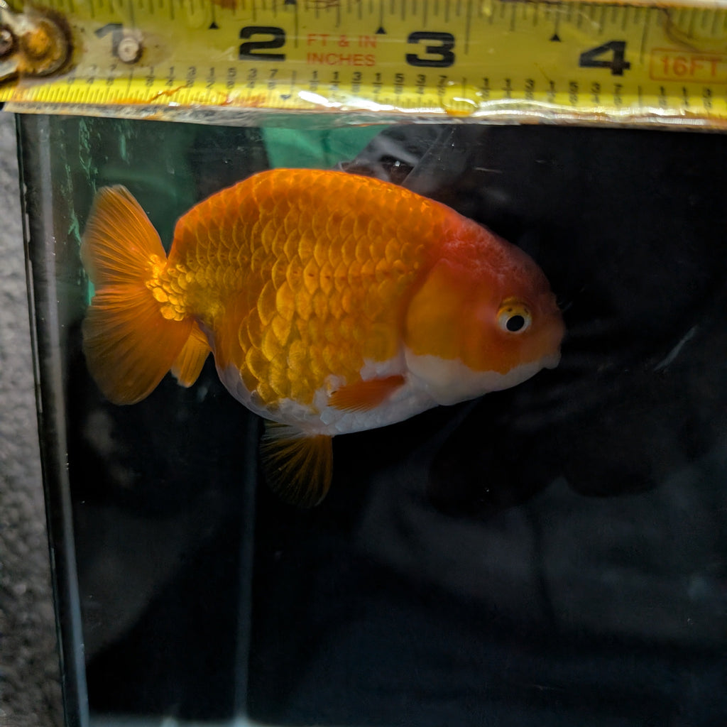 Red White  Ranchu 3.5"-4" in.  ID#306T3B-03