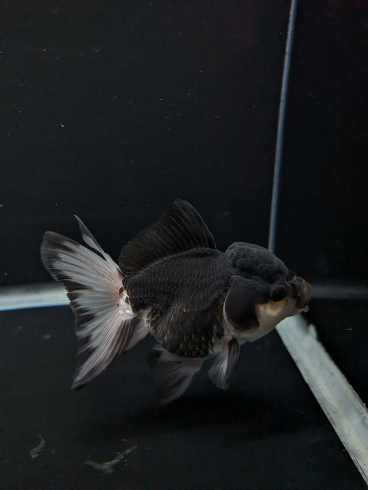 Thai Oranda Panda 4"-4.5"in.  ID#1023T1A-023