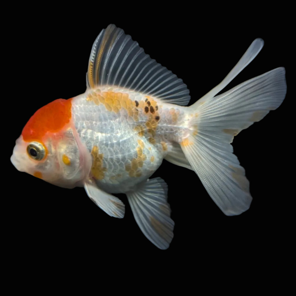 Thai Juvenile Oranda Red White 3"-3.5" in.  ID#724T1A-026