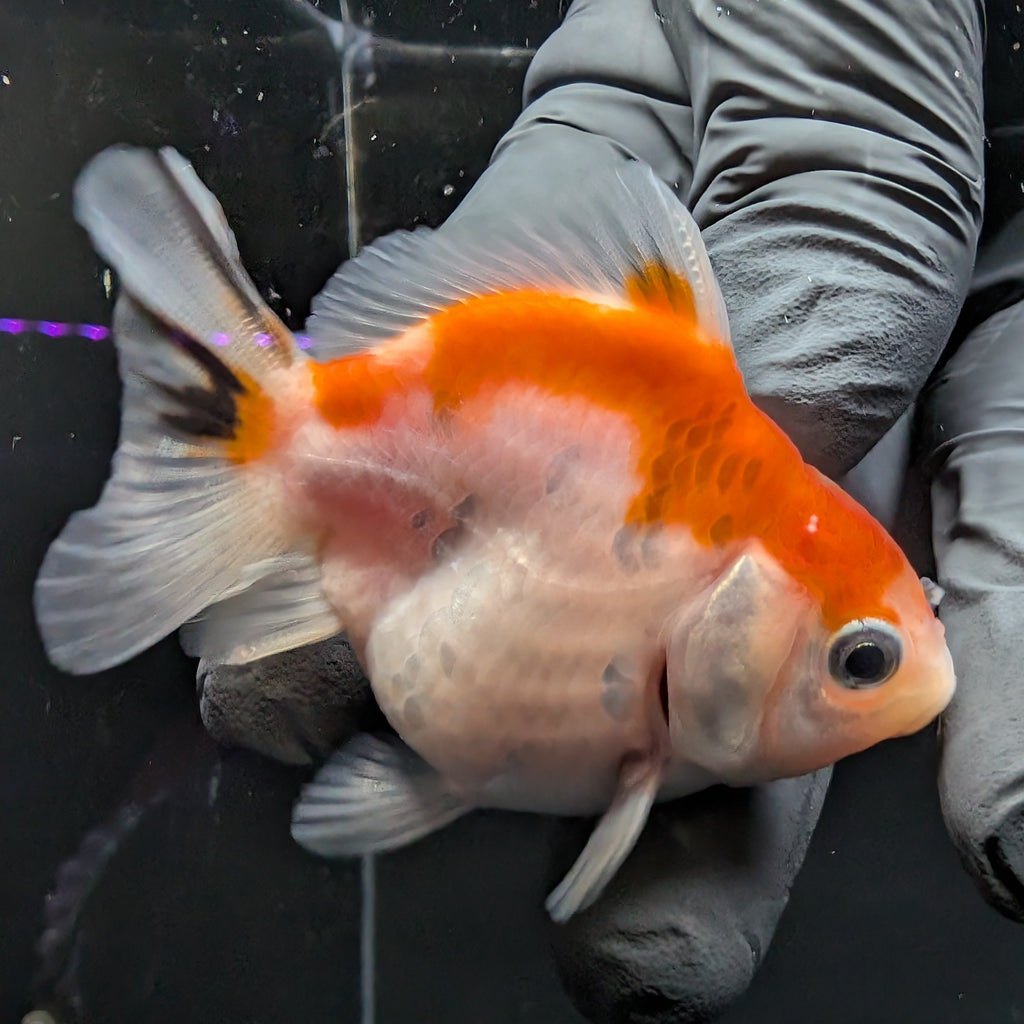 Baby Thai Shogun Oranda Tricolor 2"-2.5" in. ID#1016BSG11A-010