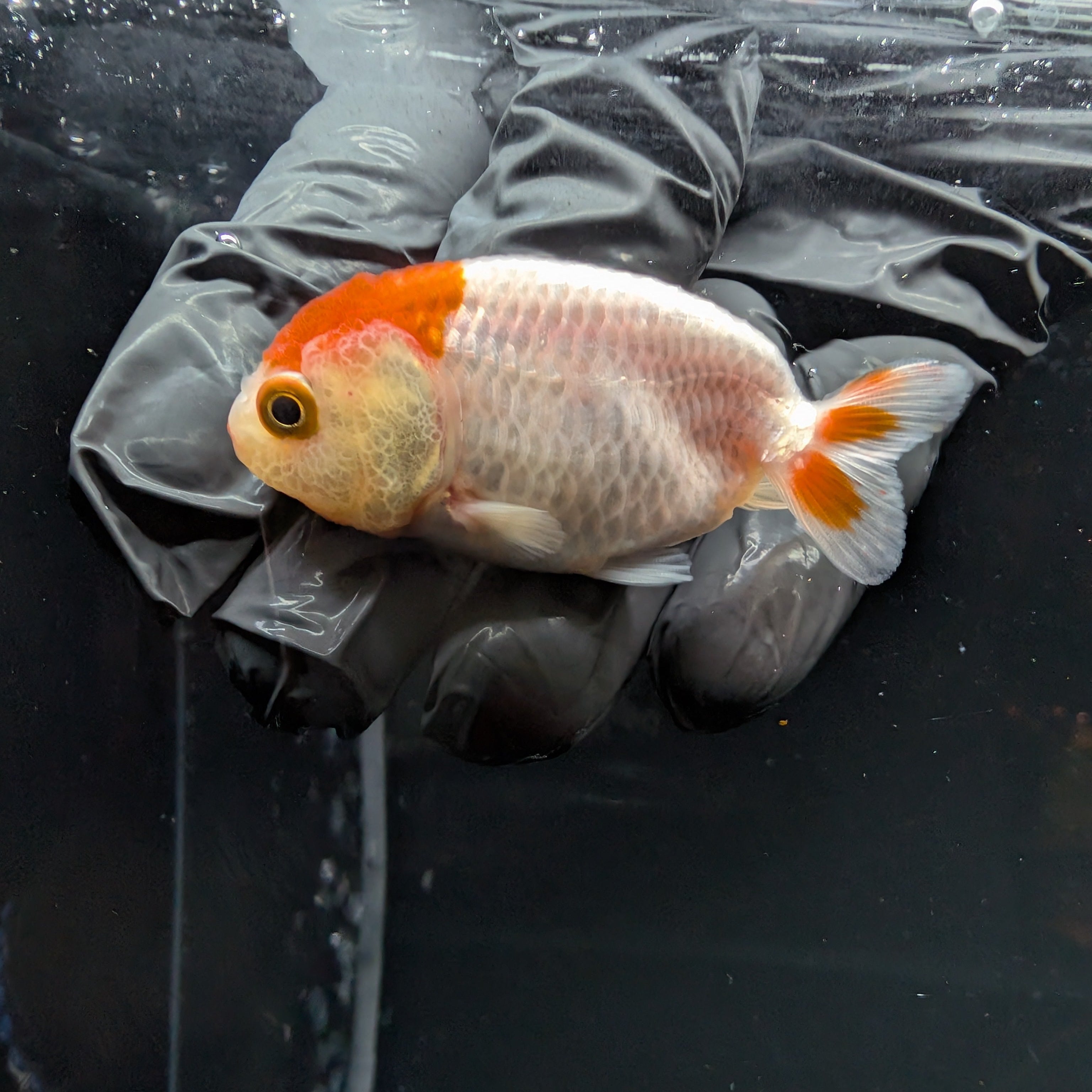 Baby Ranchu Red White 2.5"-3" in. ID#515R4A-007