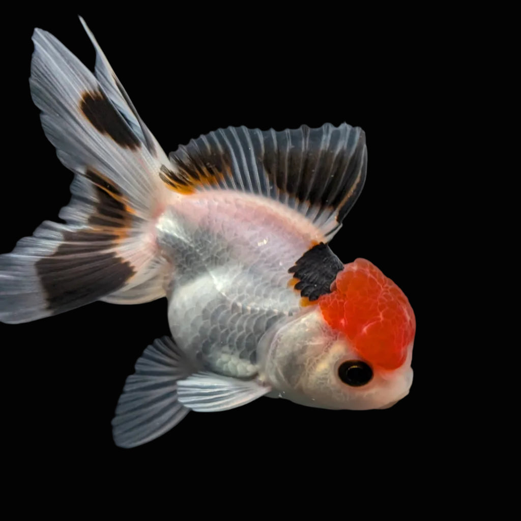 Juvenile Oranda Tricolor 3.5"-4" in.  ID#403T8A-005