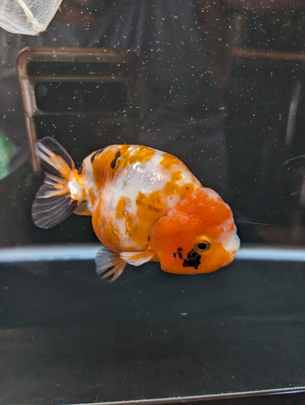 Jumbo Ranchu Sakura Calico 4.5"-5" in. ID#814R8A-026