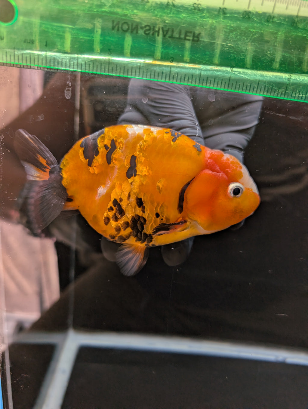 Jumbo Ranchu Calico 4.5"-5" in. ID#821R8A-032