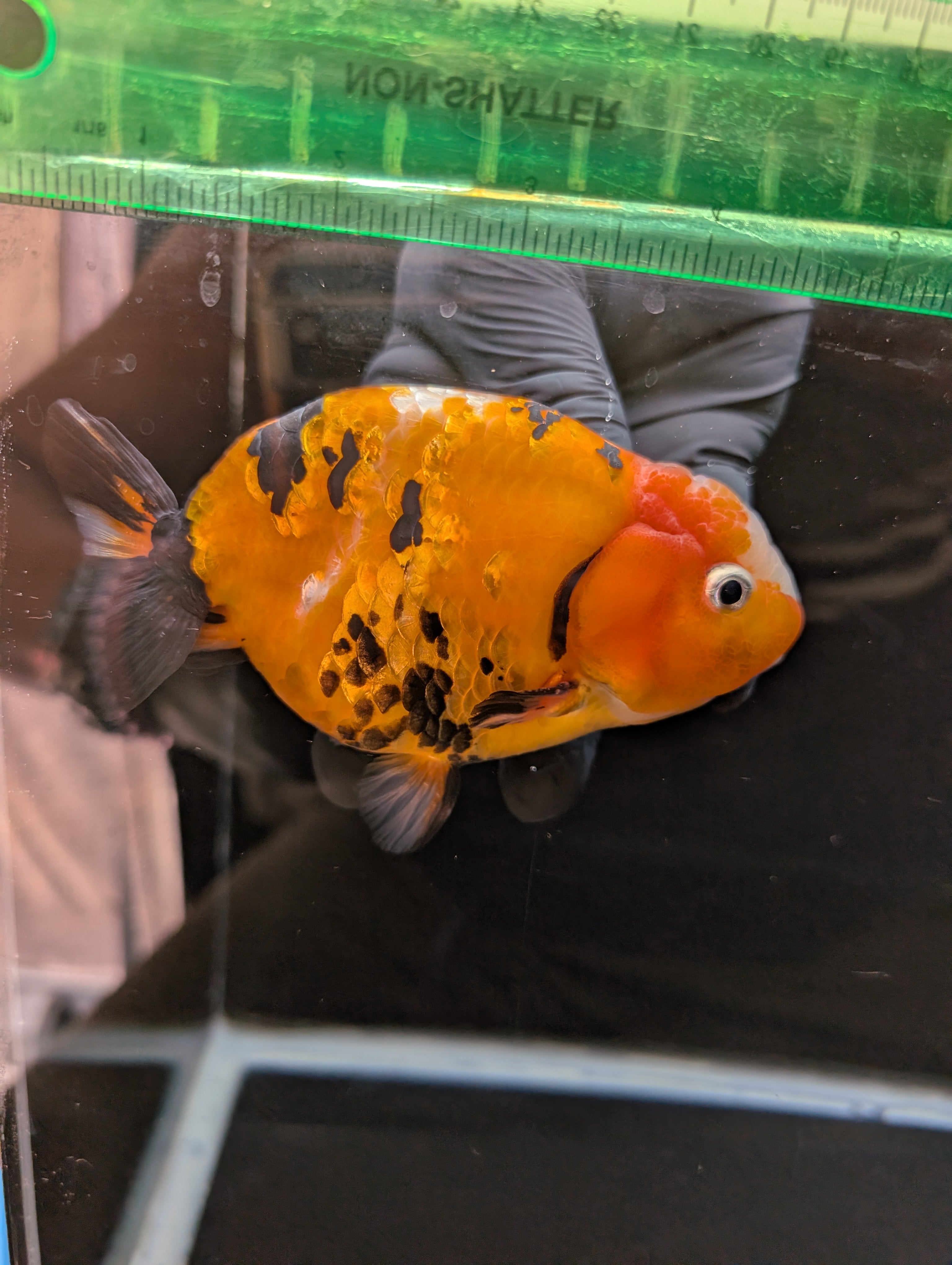 Jumbo Ranchu Calico 4.5"-5" in. ID#821R8A-032