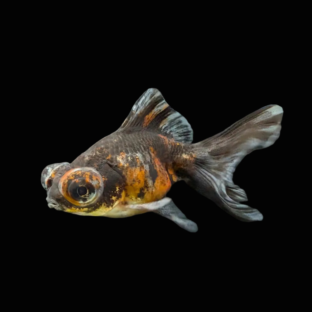 Telescope Butterfly Kirin Calico 3.5"-4" in. ID#612B6B-059