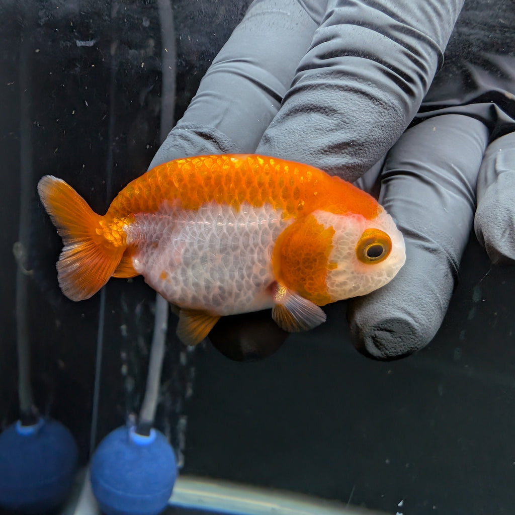 Baby Ranchu Red White 2.5"-3" in. ID#522R4A-002