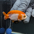 Baby Ranchu Red White 2.5"-3" in. ID#522R4A-002