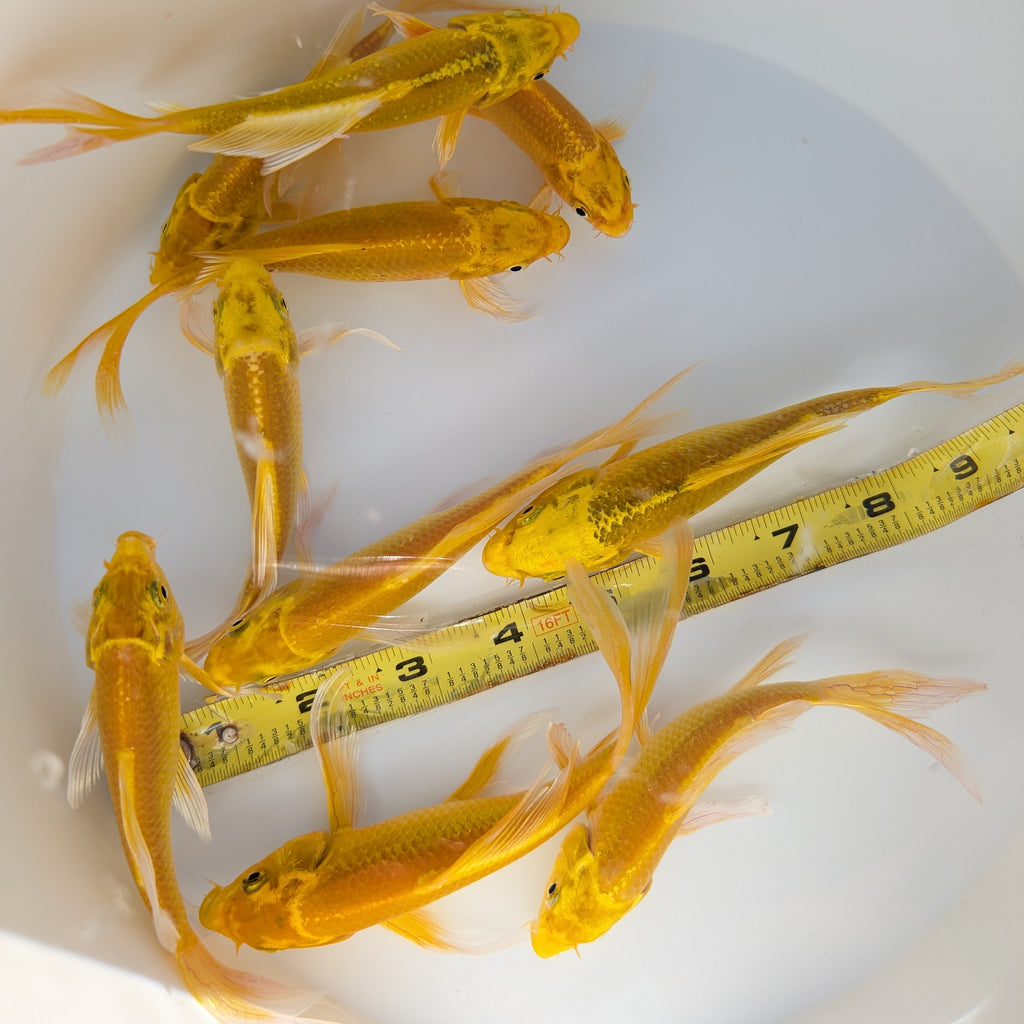 2Pack - Butterfly Yamabuki Ogon Koi 5"-6" in.  *Assorted