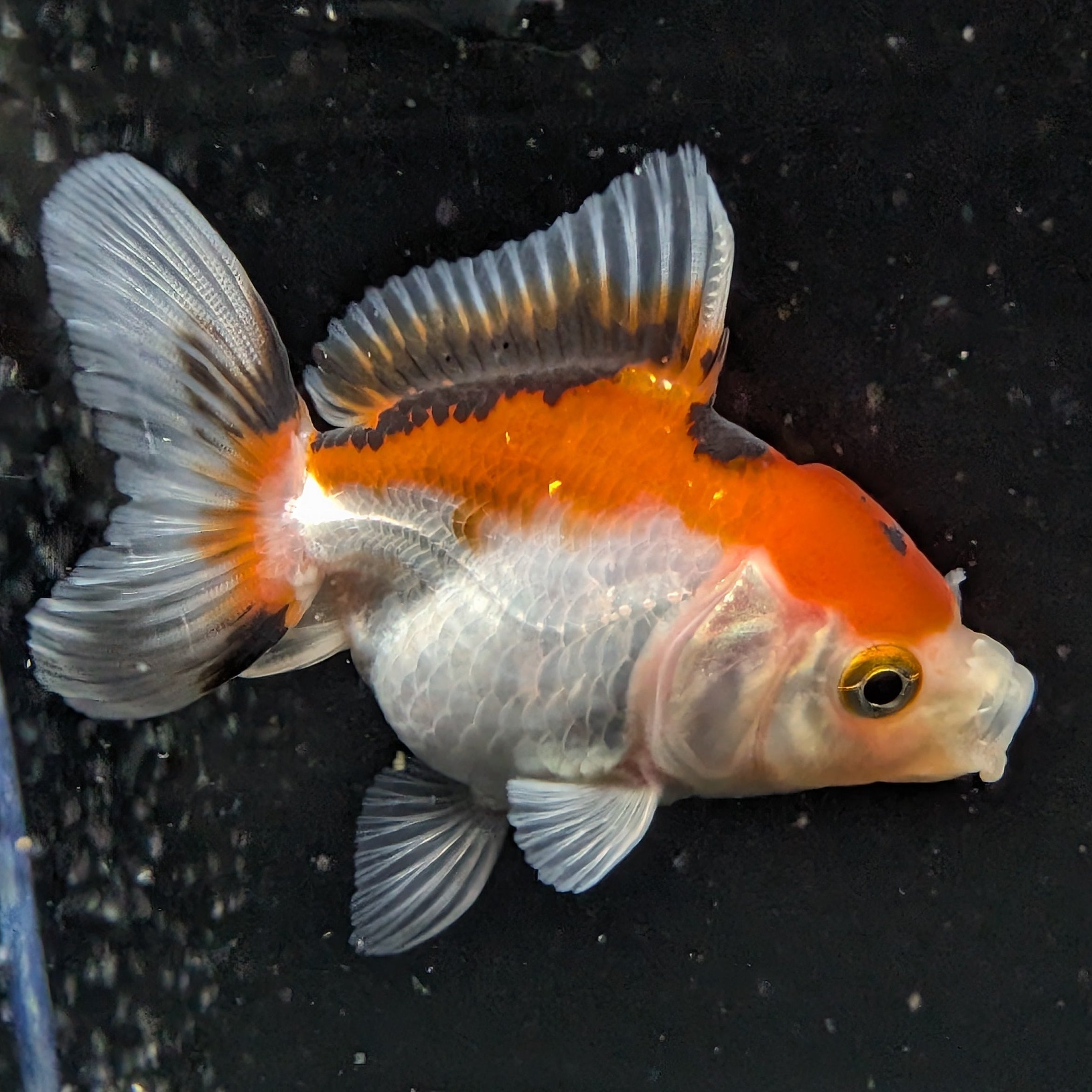 Thai Juvenile Oranda Tricolor 3"-3.5" in.  ID#626T1A-004
