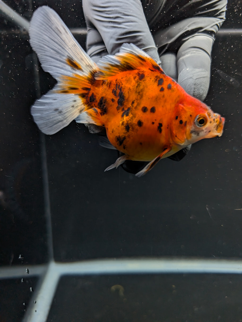 Tamasaba Calico 3"-3.5" in. ID#1009TM1B-011
