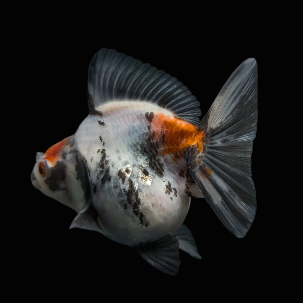 Jumbo Ryukin Short Tail Kirin Calico 4"-4.5" in. ID#4245B-002