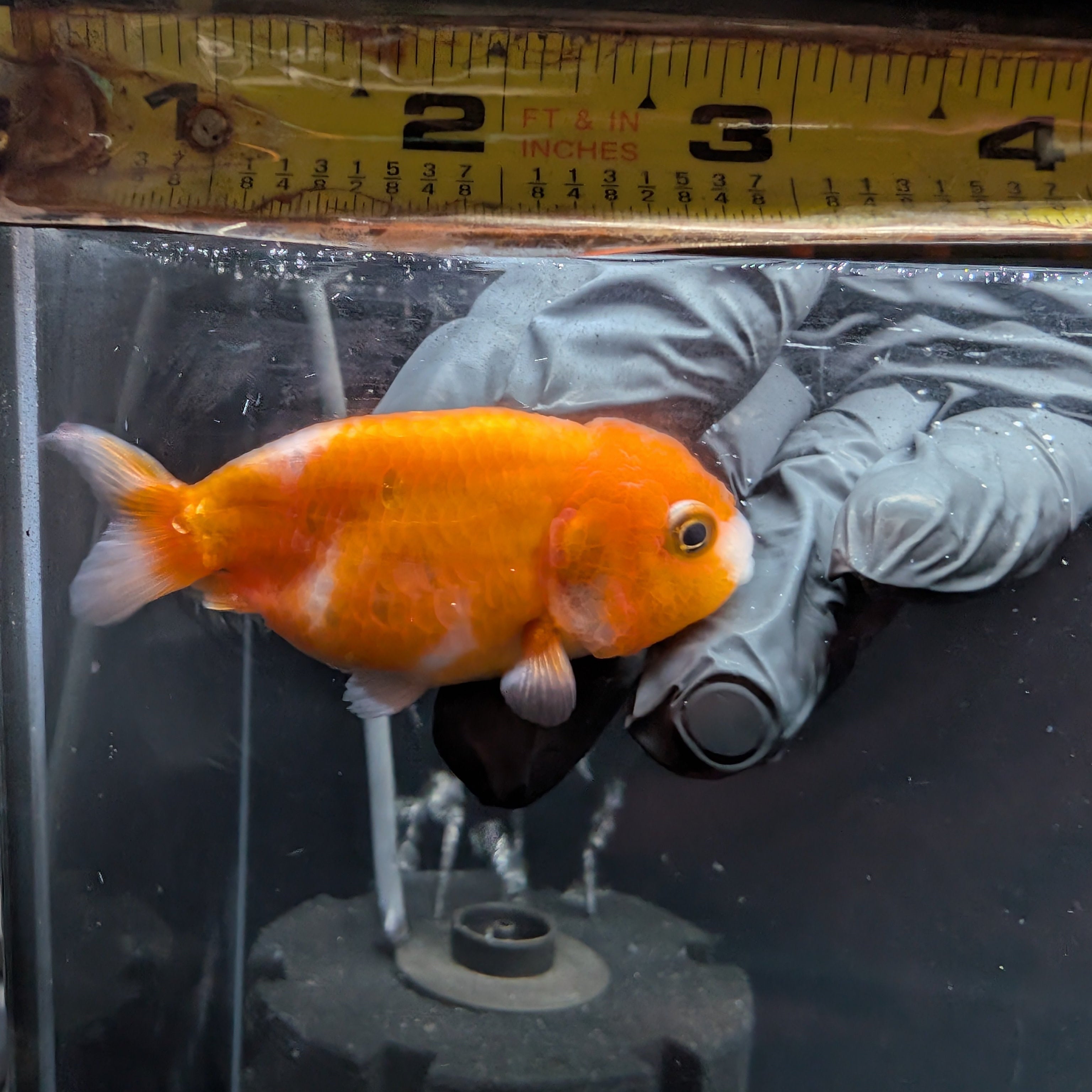 Ranchu Red White 3"-3.5" in. ID#501R13A-026