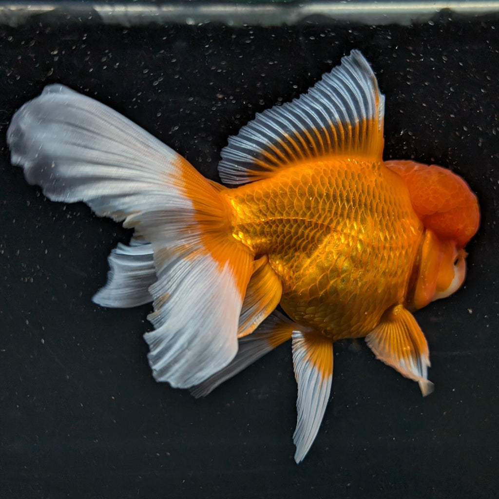 Jumbo Oranda Red White 6.5"-7"in.  ID#515T5B-001