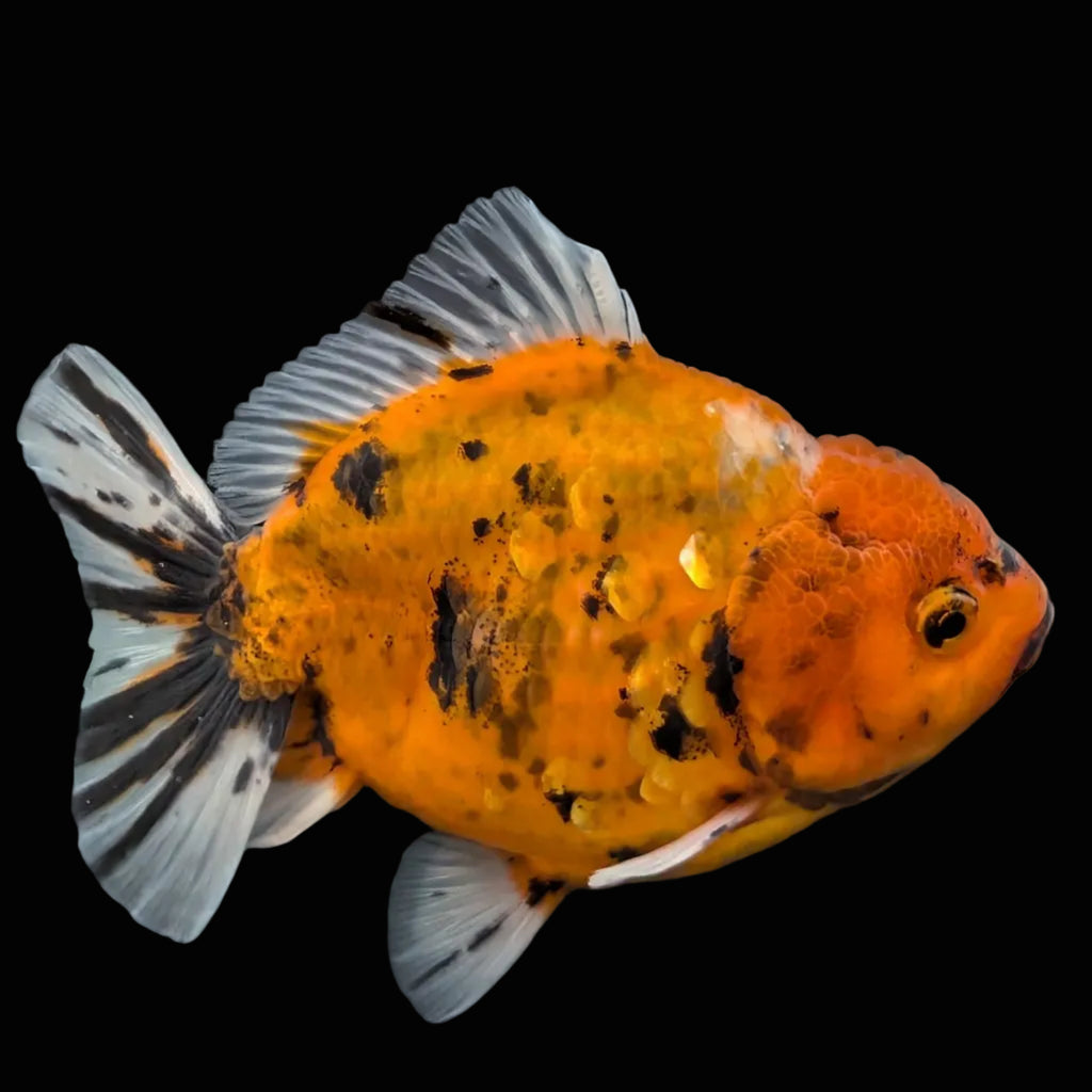 Jumbo Oranda Yuan Bao Calico   4"-4.5"in. ID#807SB13A-001