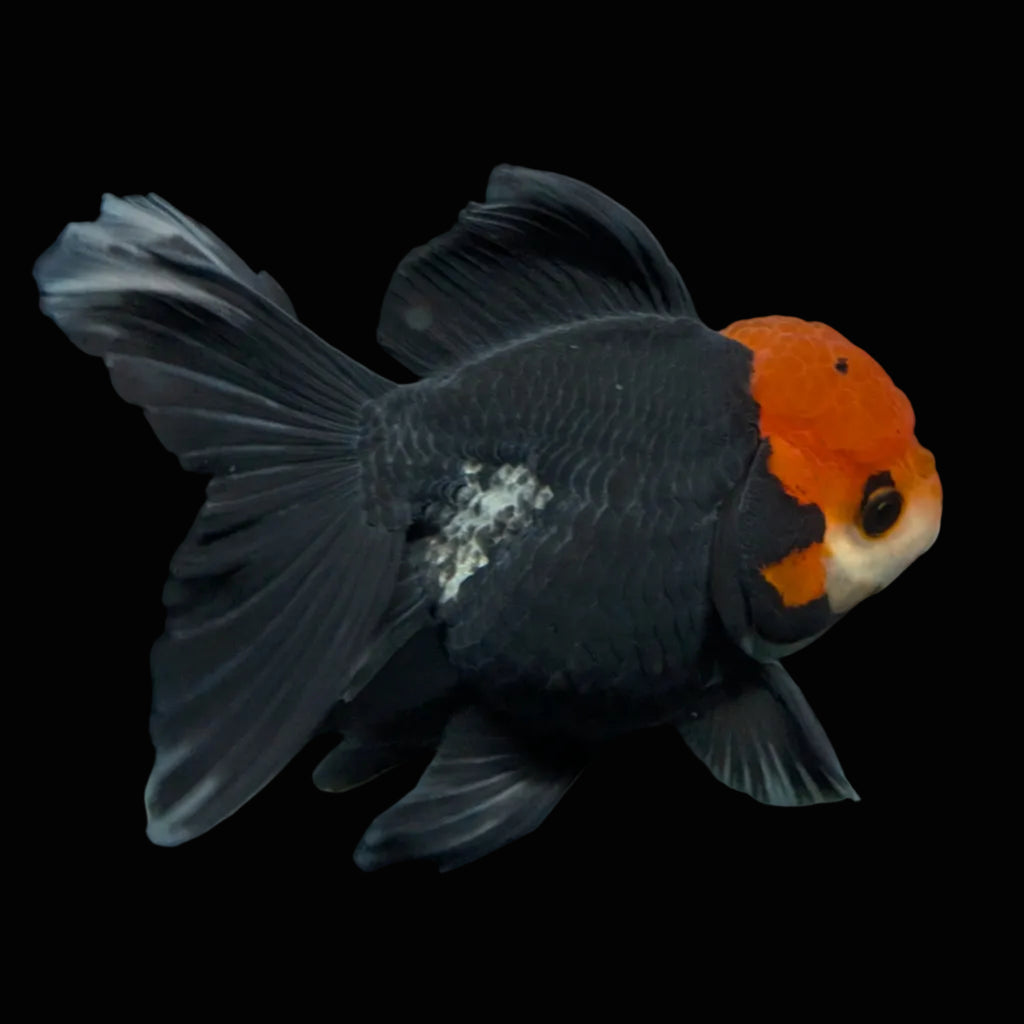 Thai Oranda Tricolor  4.5"-5"  ID#718T5B-004
