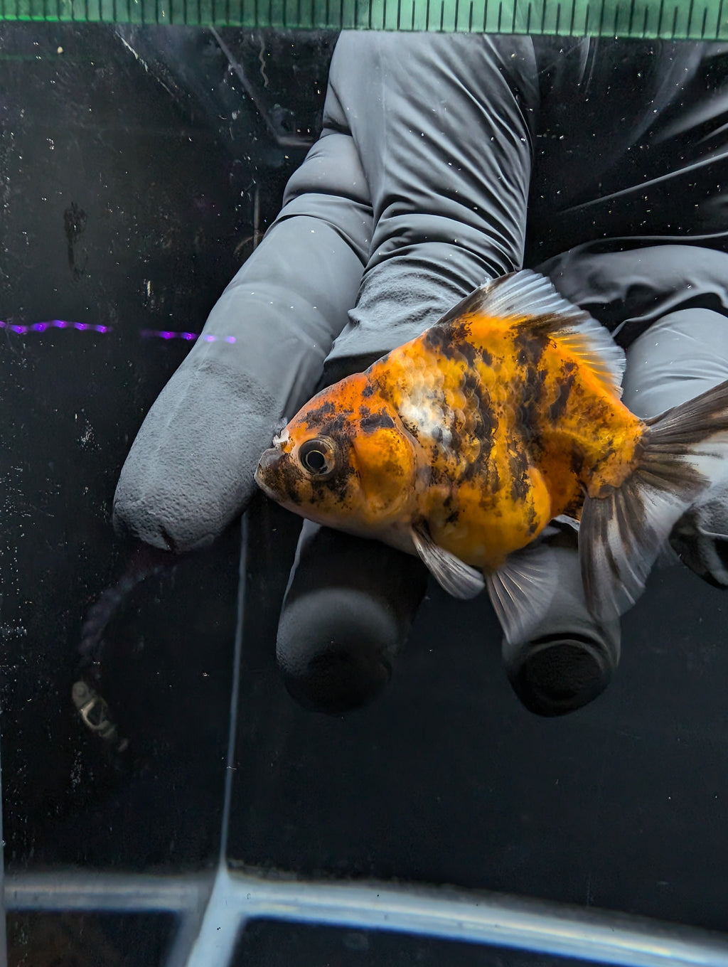 Baby Thai Shogun Oranda Tiger Calico 2"-2.5" in. ID#1016BSG11A-003