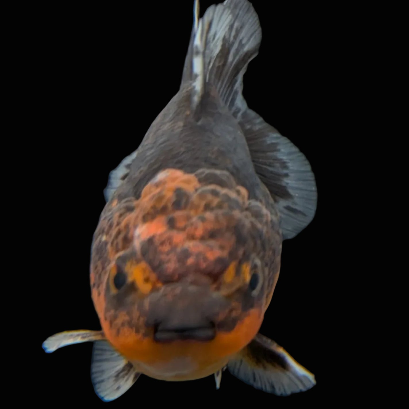 Thai Oranda Shogun Calico 3.5"-4" in. ID#626SG7A-002