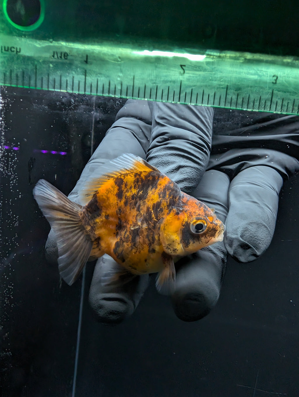 Baby Thai Shogun Oranda Tiger Calico 2"-2.5" in. ID#1016BSG11A-005