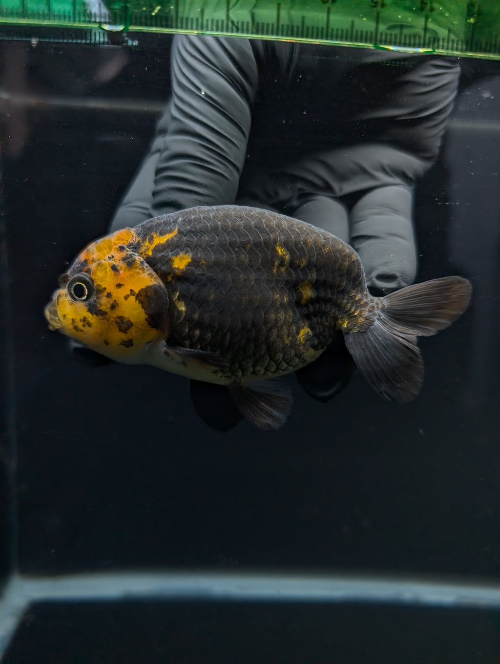 Jumbo Ranchu Calico 3.5"- 4" in. ID#717R8A-001