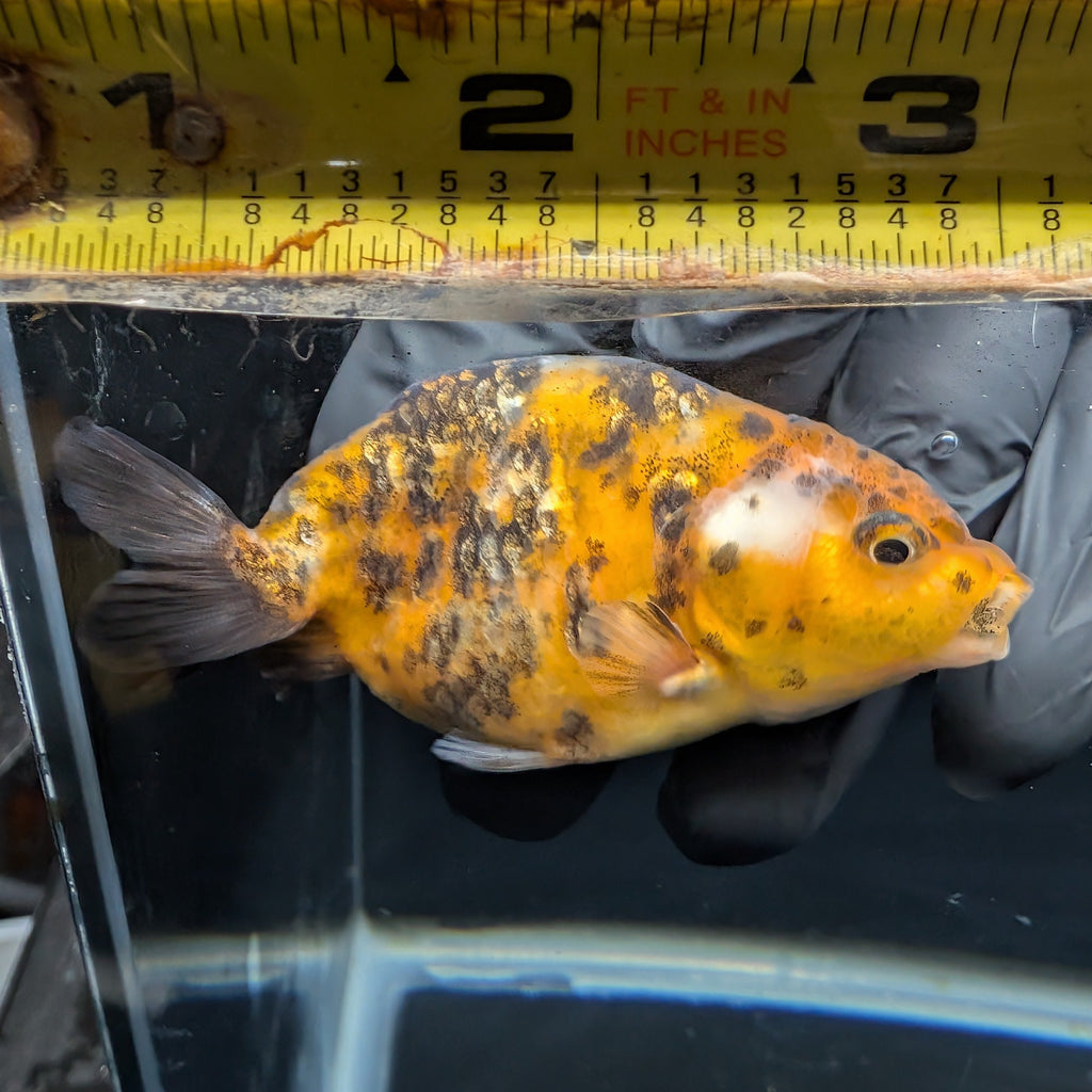 Ranchu Calico 3"-3.5" in. ID#403R7A-001