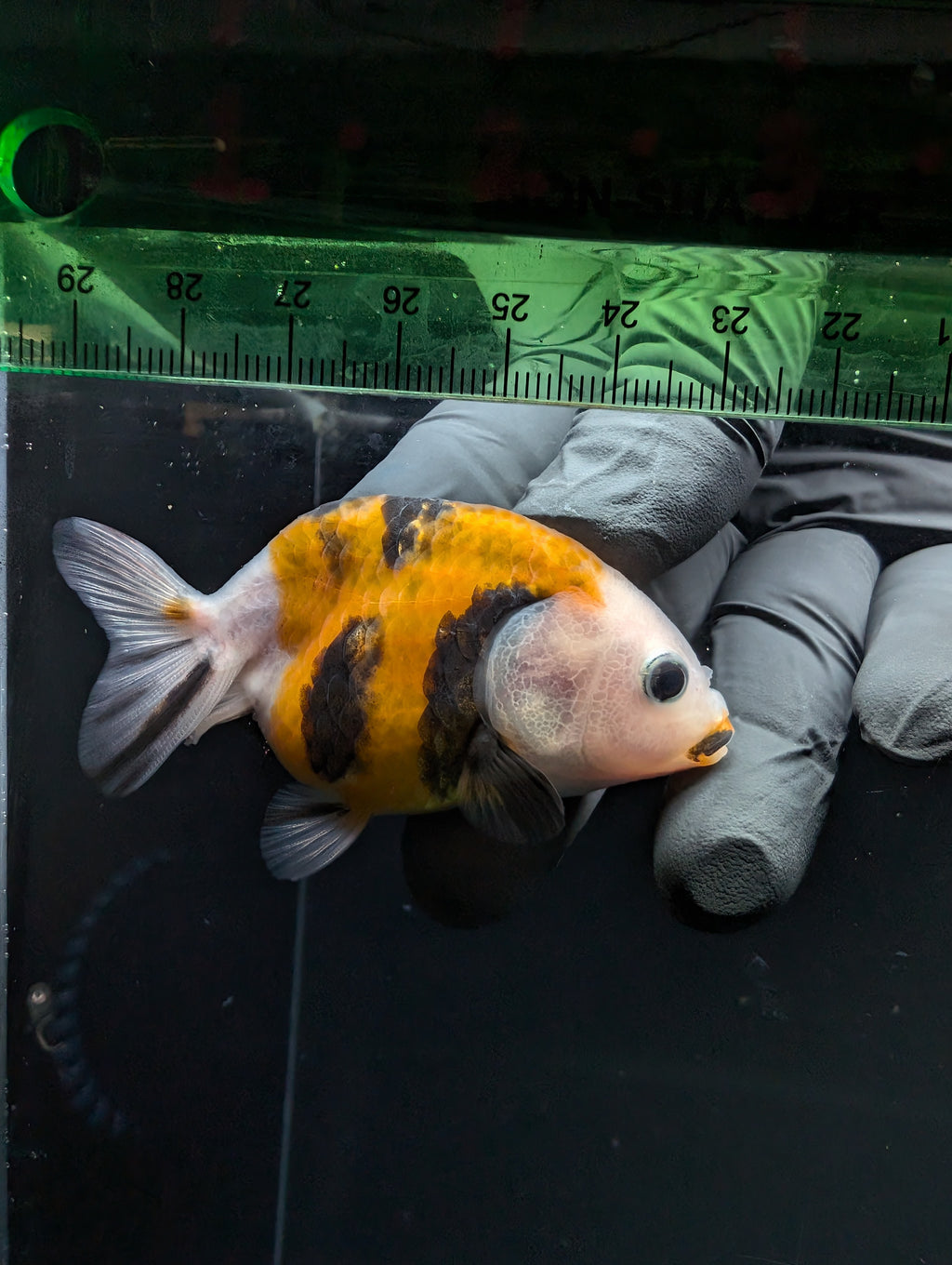 Ranchu Calico 2.5"-3" in. ID#717R4A-002