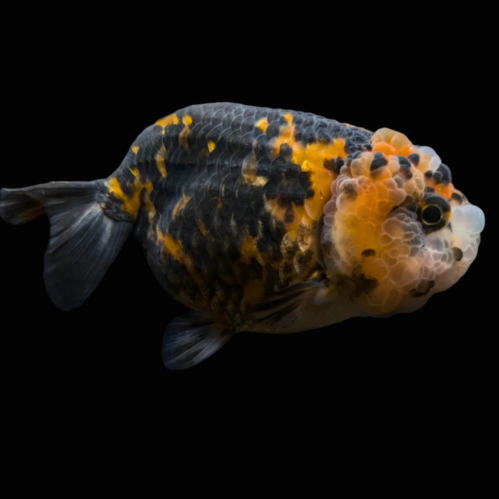 Jumbo Ranchu Calico 3.5"- 4" in. ID#710R8A-023