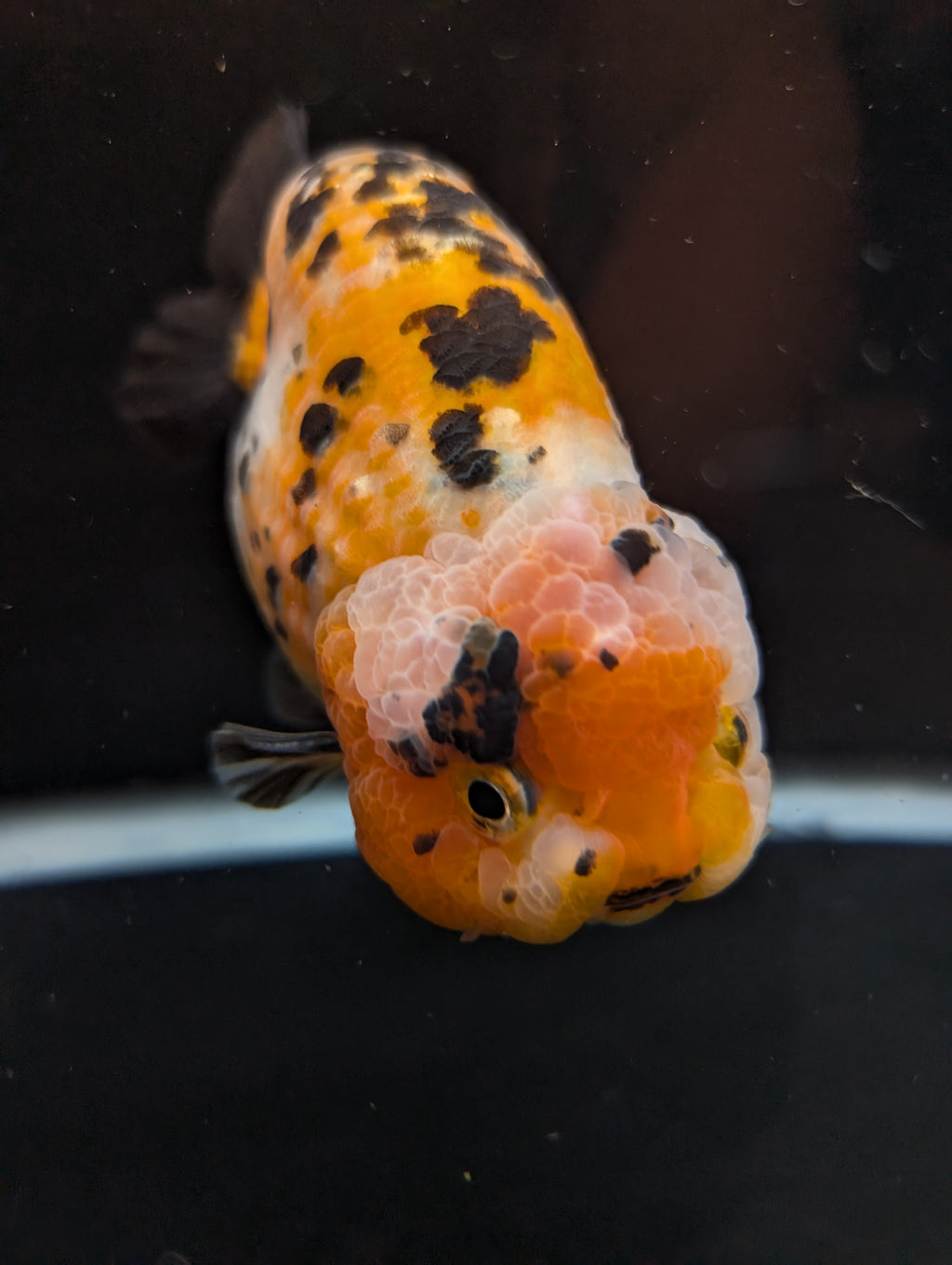 Jumbo Ranchu Calico 4.5"-5" in. ID#821R8A-033