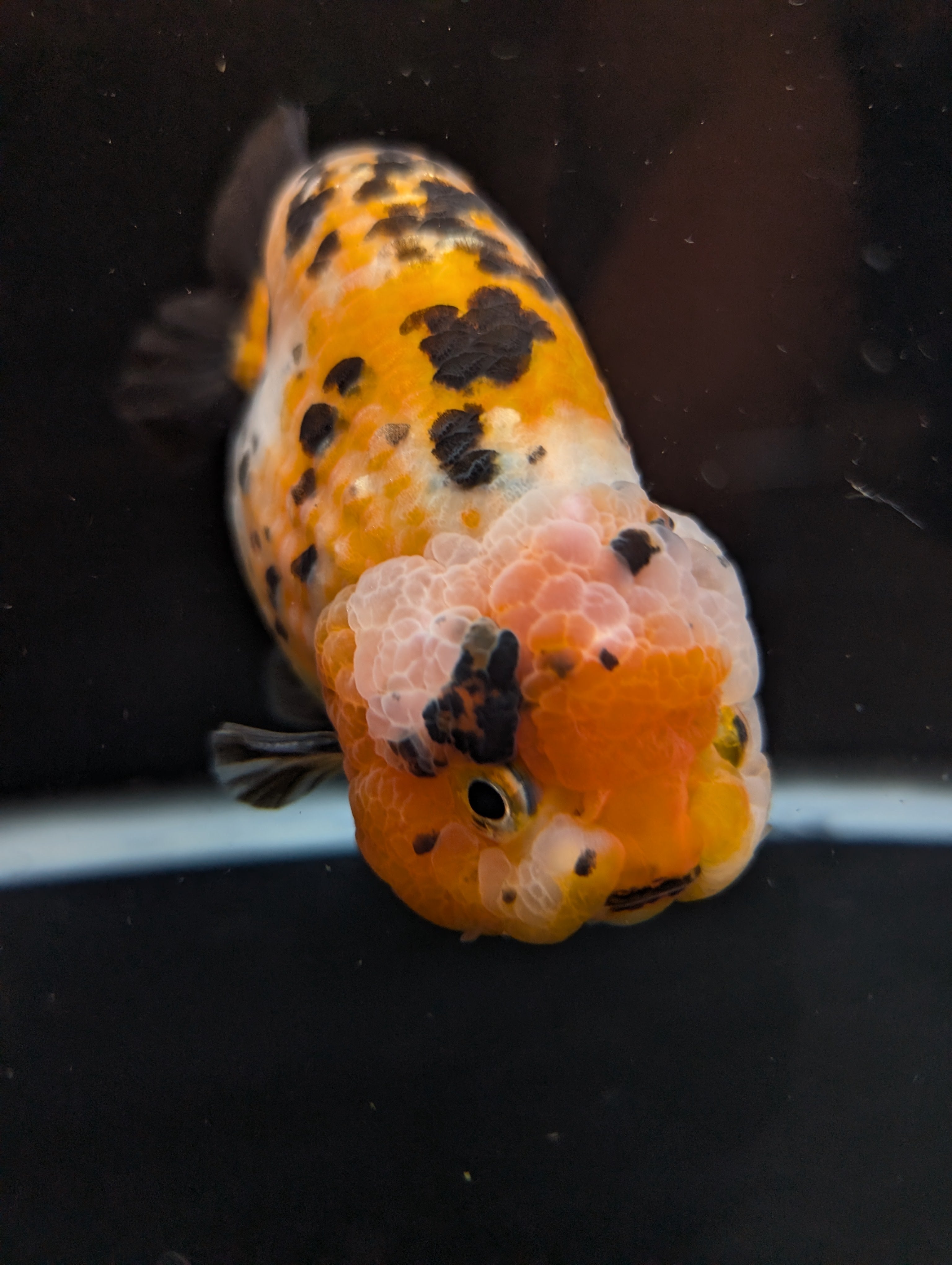 Jumbo Ranchu Calico 4.5"-5" in. ID#821R8A-033