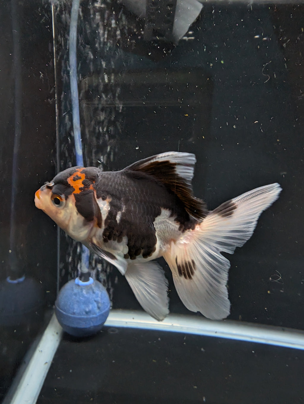 Thai Juvenile Oranda Tricolor 3"-3.5" in.  ID#626T1A-002