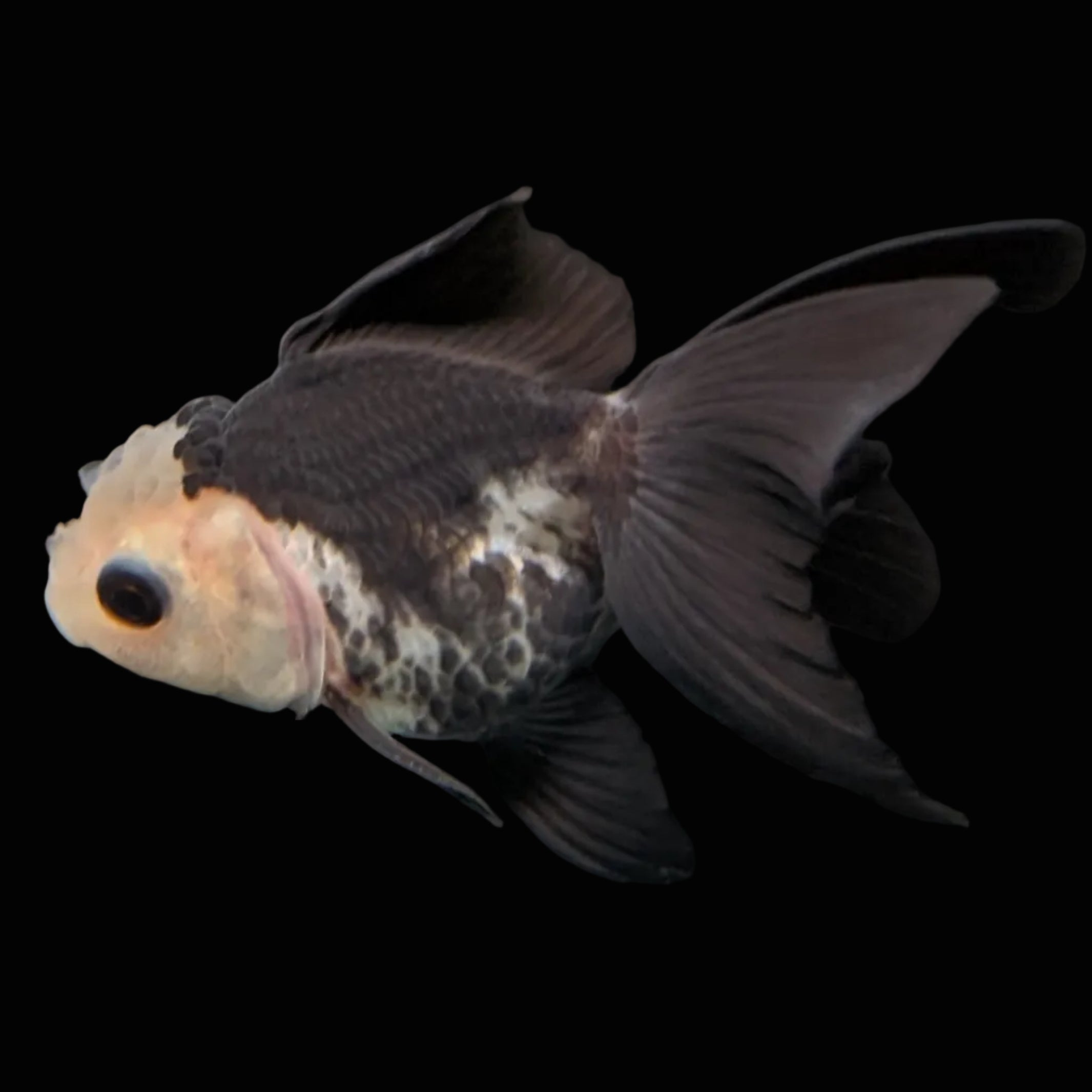 Thai Baby Oranda Panda 3"in.  ID#807T1A-005