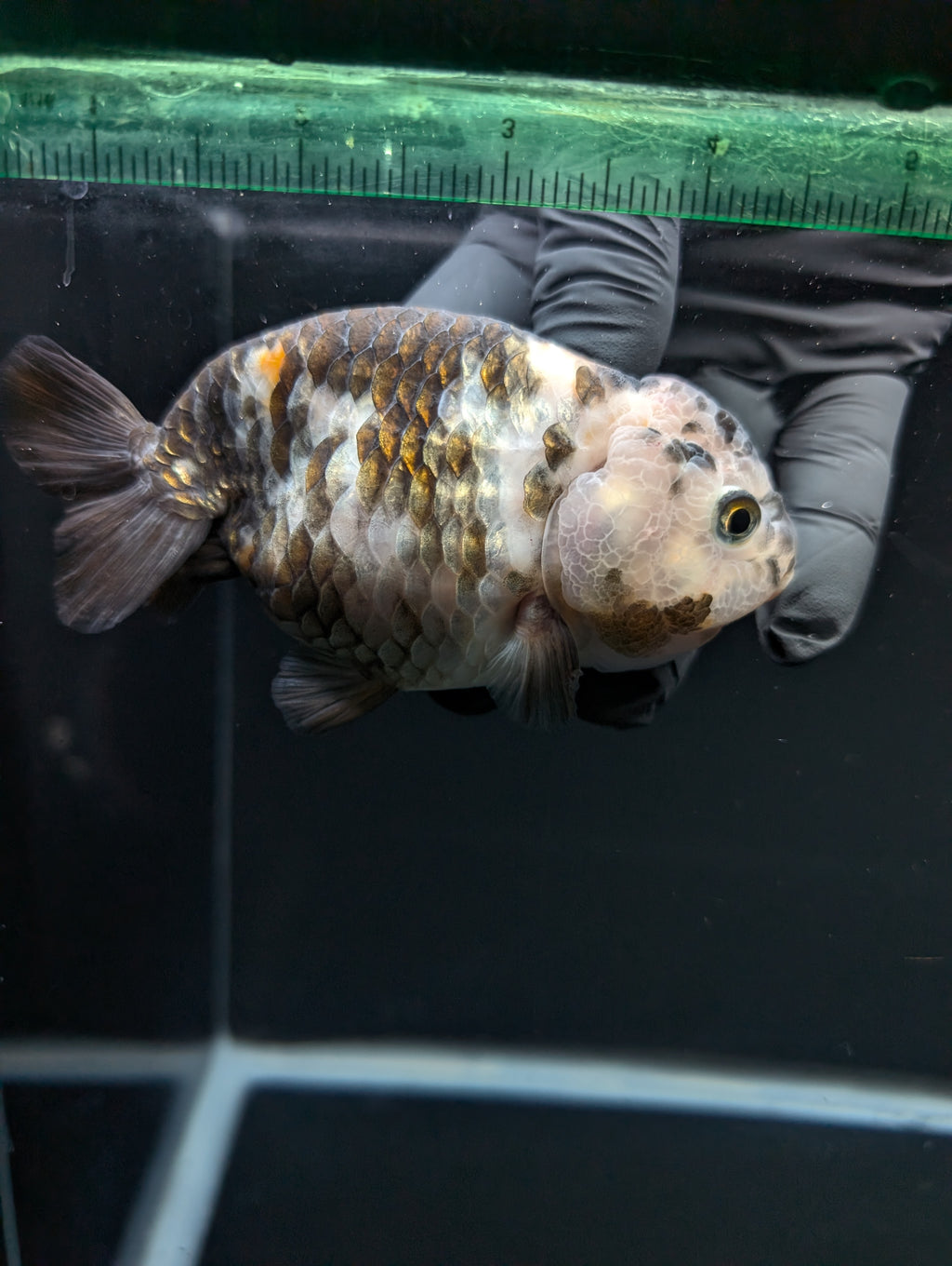 Jumbo Ranchu Heavy Ink Calico 4"-4.5" in. ID#918R8A-072