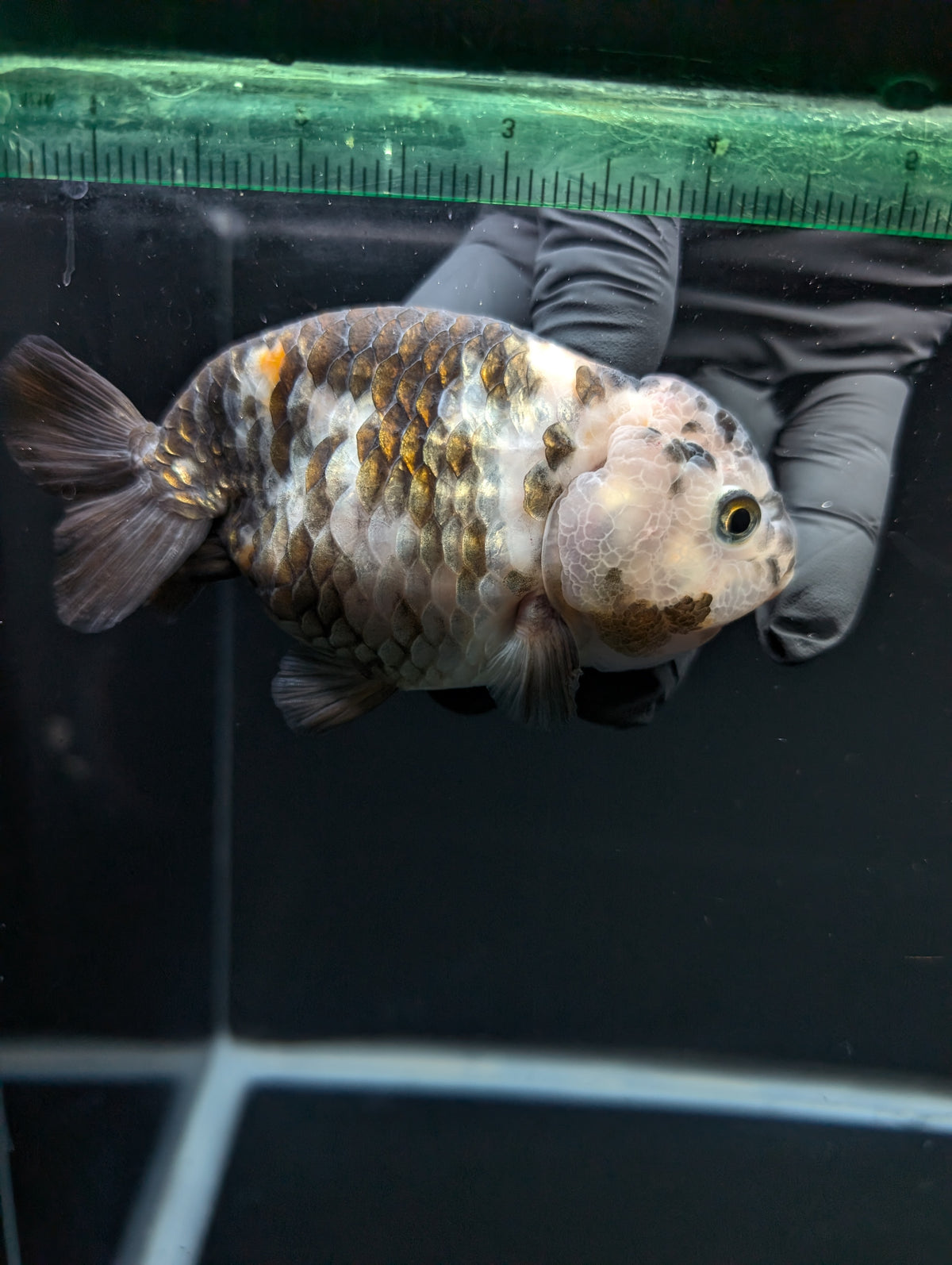 Jumbo Ranchu Heavy Ink Calico 4"-4.5" in. ID#918R8A-072
