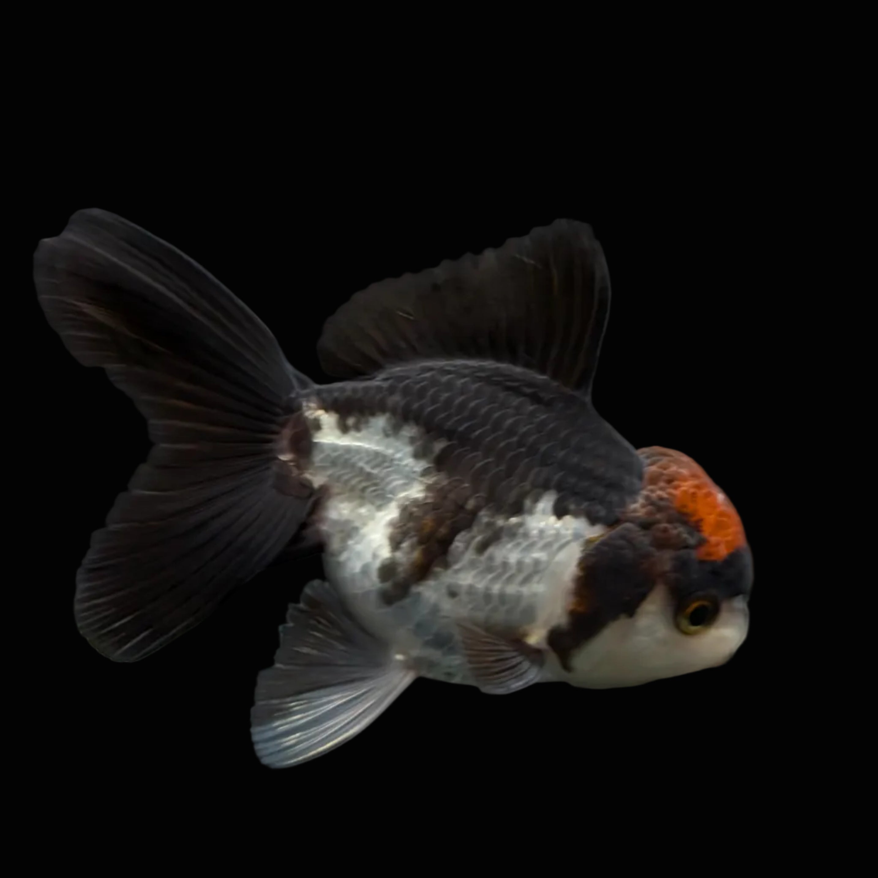 Juvenile Oranda Tricolor 3.5"-4" in.  ID#424T1A-004