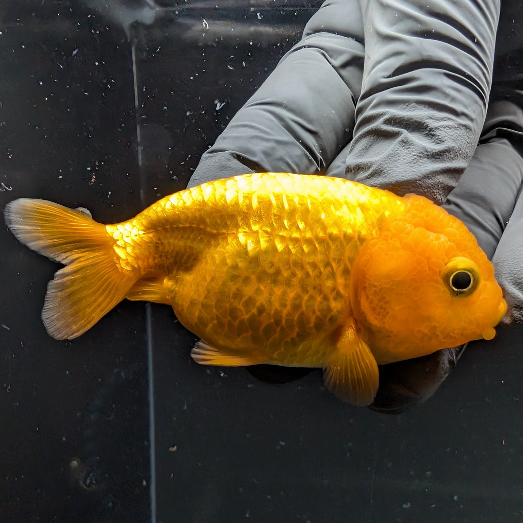 Ranchu Red White 2.5"-3" in. ID#724R4A-034